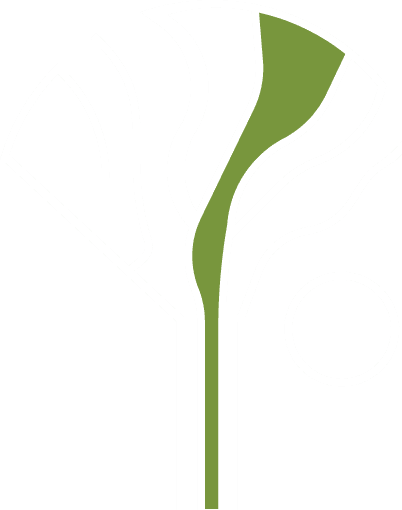 This is socotra Logo